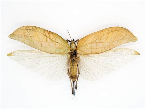 philippines insect|Entomological Collection .